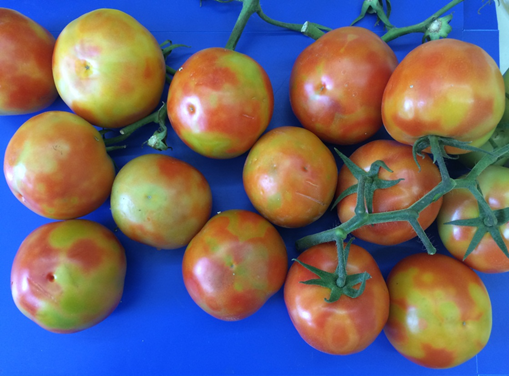 Symptoms of ToBRFV in a mature tomato harvest