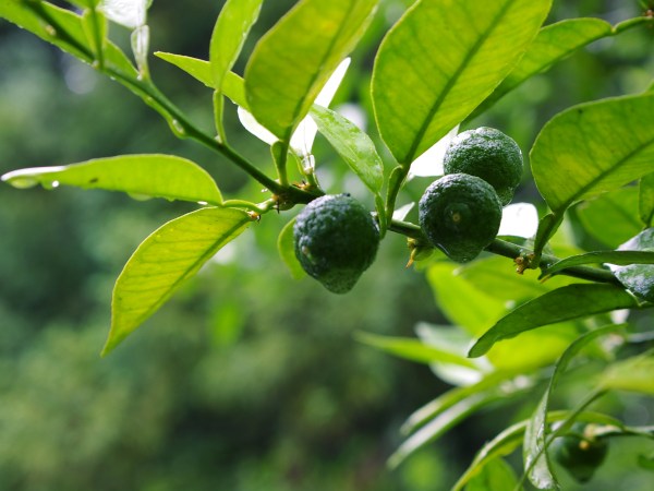 A tree branch with three sudachi growing on it.