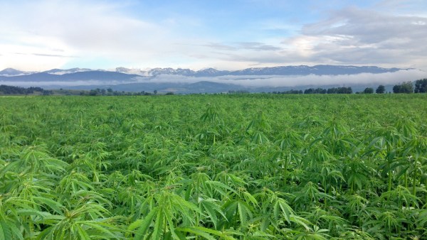 A field of hemp, which is about to become legal to sell as food.